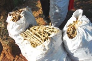 Cassava-cuttings_Humanity-Healing 2