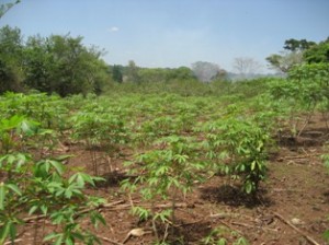 Model Farm_Cassava_Humanity-Healing-International