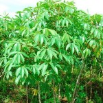 HHI Helps Insure Regional Food Security HHI Helps Insure Regional Food Security